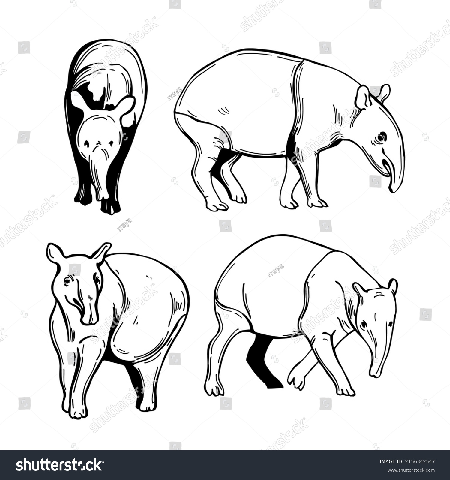 Handdrawn Tapir Vector Sketch Illustration Stock Vector (Royalty Free ...