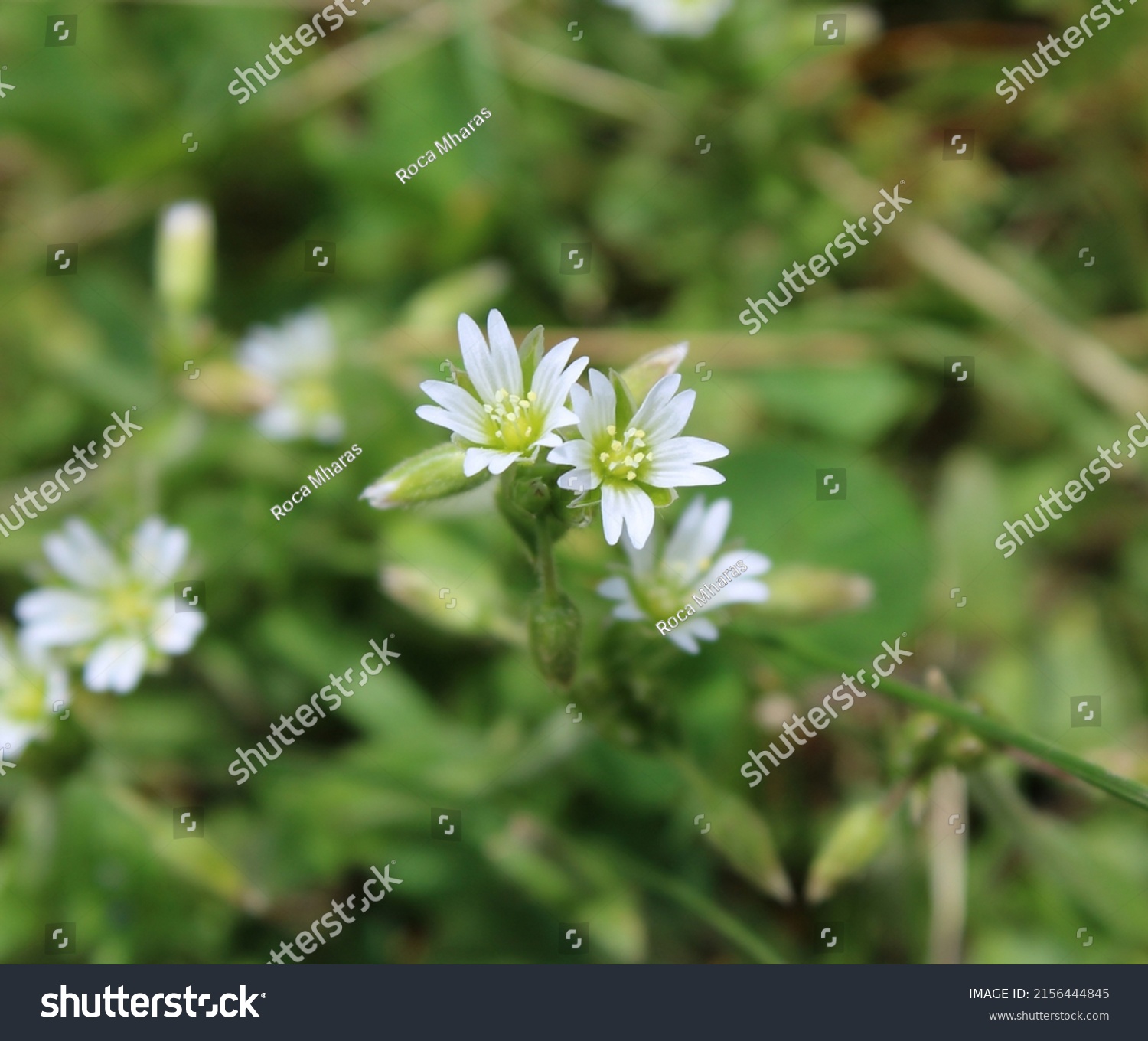 Closeup View Mouse Ear Chickweed Flowers Stock Photo 2156444845 ...