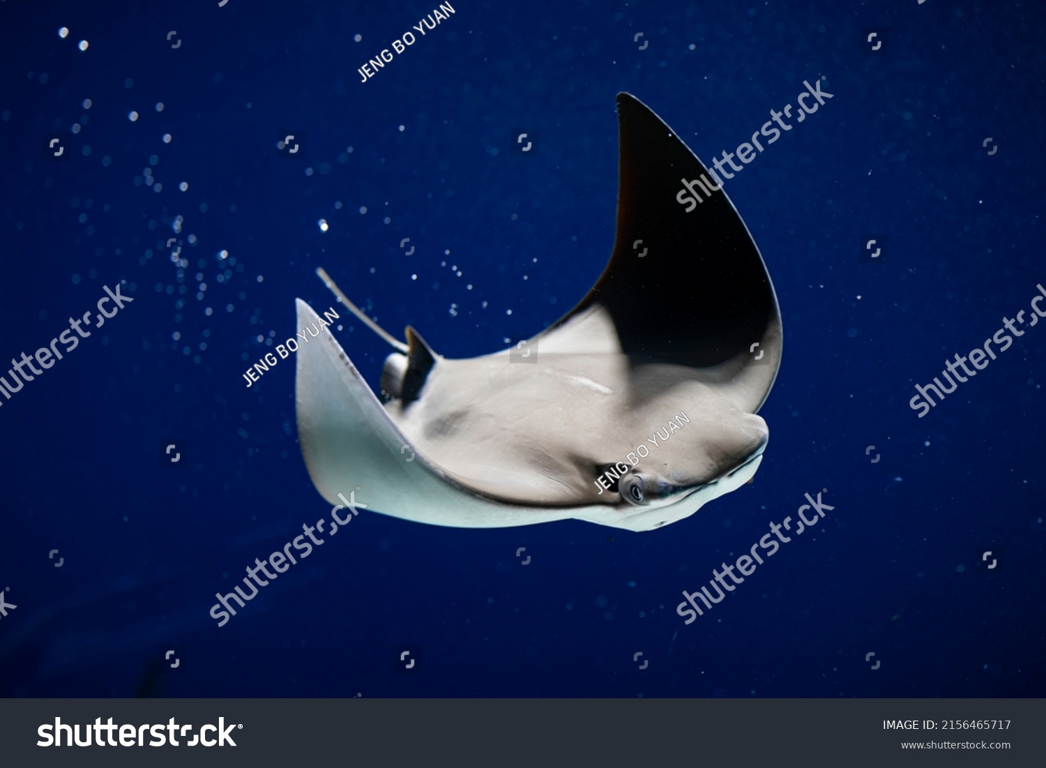 8,761 imágenes de Mantarrayas - Imágenes, fotos y vectores de stock