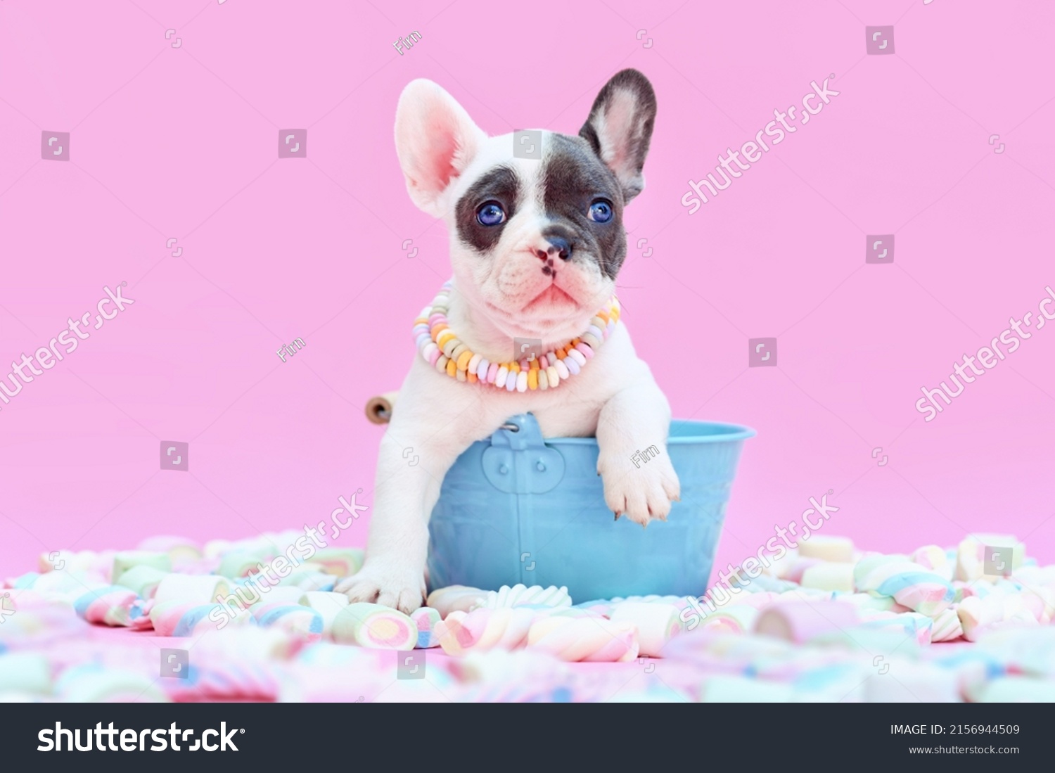 blue pied french bulldogs