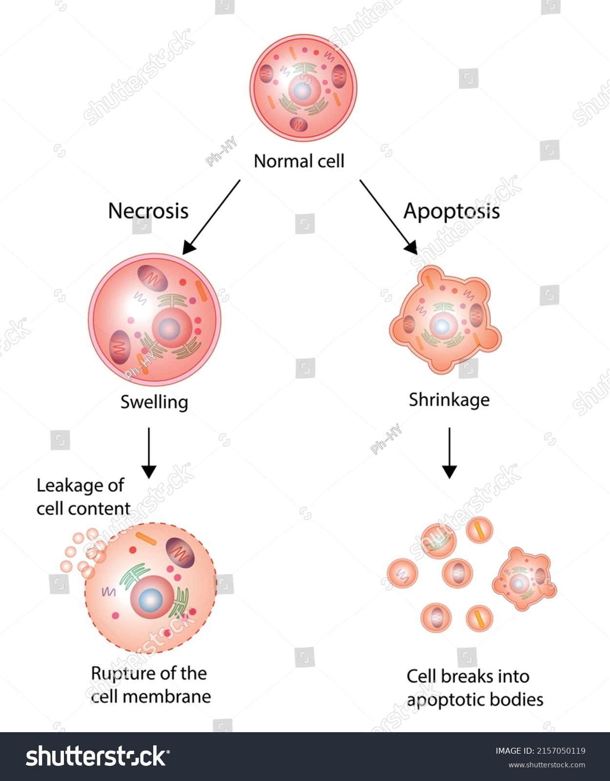 Necrosis Apoptosis Normal Cell Cell Death Stock Vector (Royalty Free ...