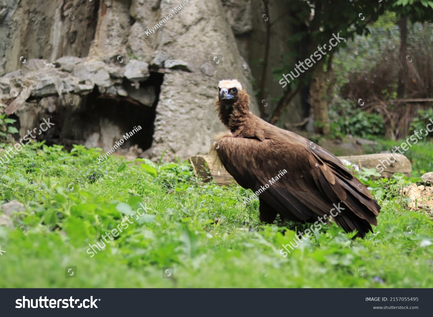 Aegipius Monk Black Vulture Zoo Keeping Stock Photo 2157055495 ...