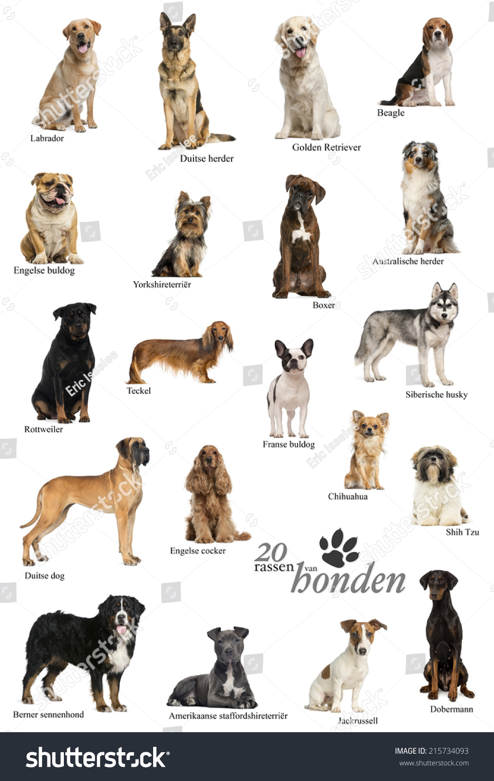 Dog Breeds Poster Dutch Stock Photo 215734093 | Shutterstock