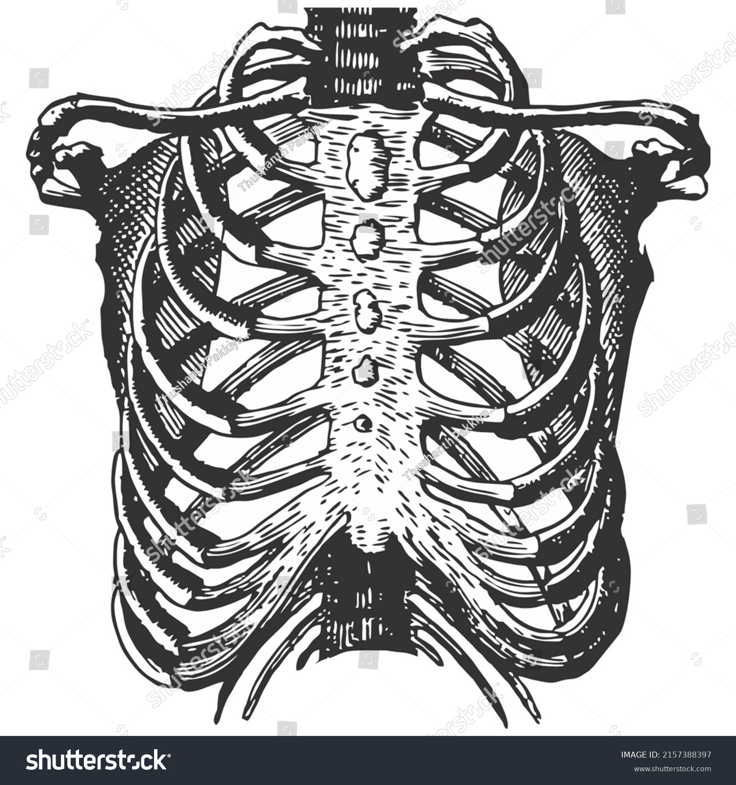 Human Rib Cage Hand Drawn Illustration Stock Illustration 2157388397 ...