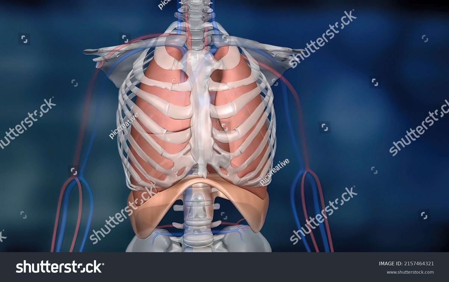 Diaphragm Located Below Lungs Major Muscle Stock Illustration ...