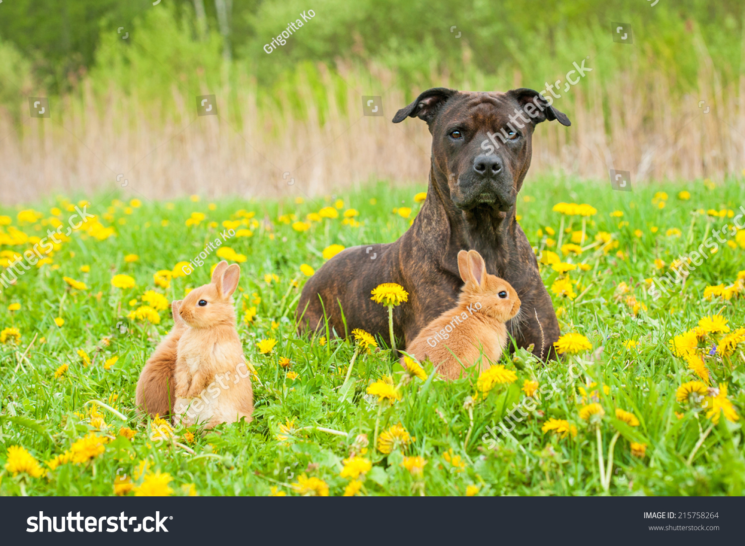 American Staffordshire Terrier Three Little Rabbits Stock Photo ...