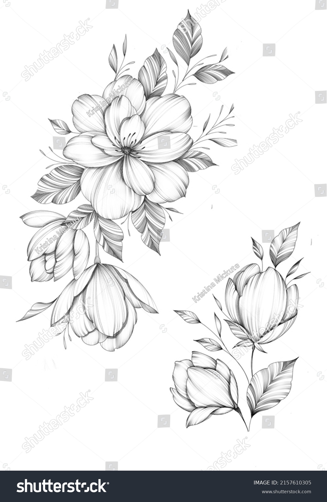 Botanical Illustrations Magnolias Flowers Sketch Stock Illustration ...