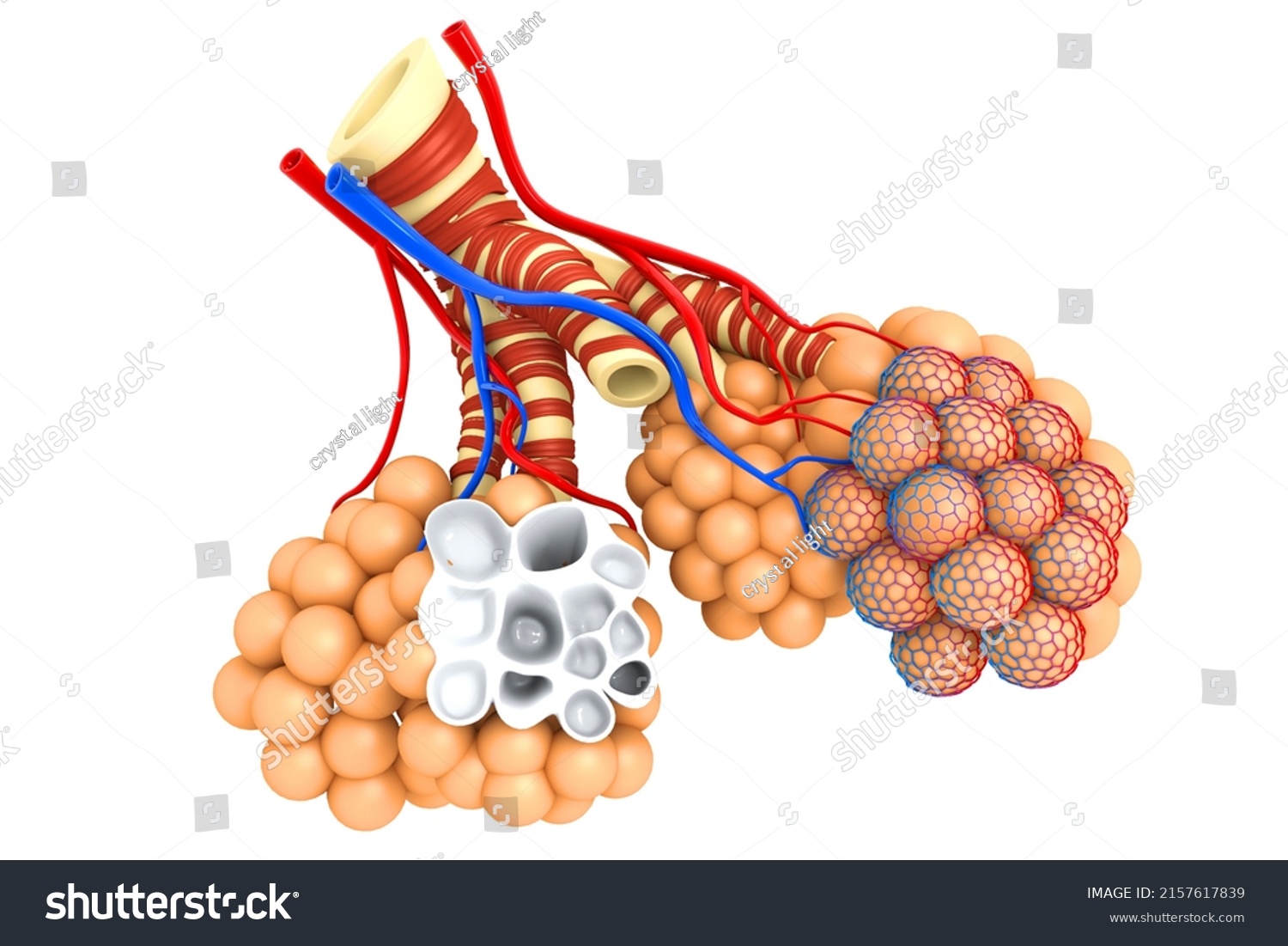 Alveoli Lungs 3d Illustration Stock Illustration 2157617839 | Shutterstock