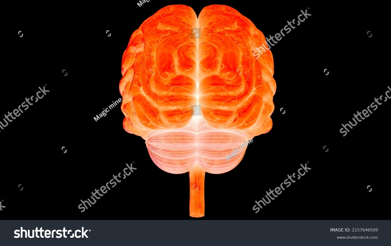 Central Organ Human Nervous System Brain Stock Illustration 2157646509 ...