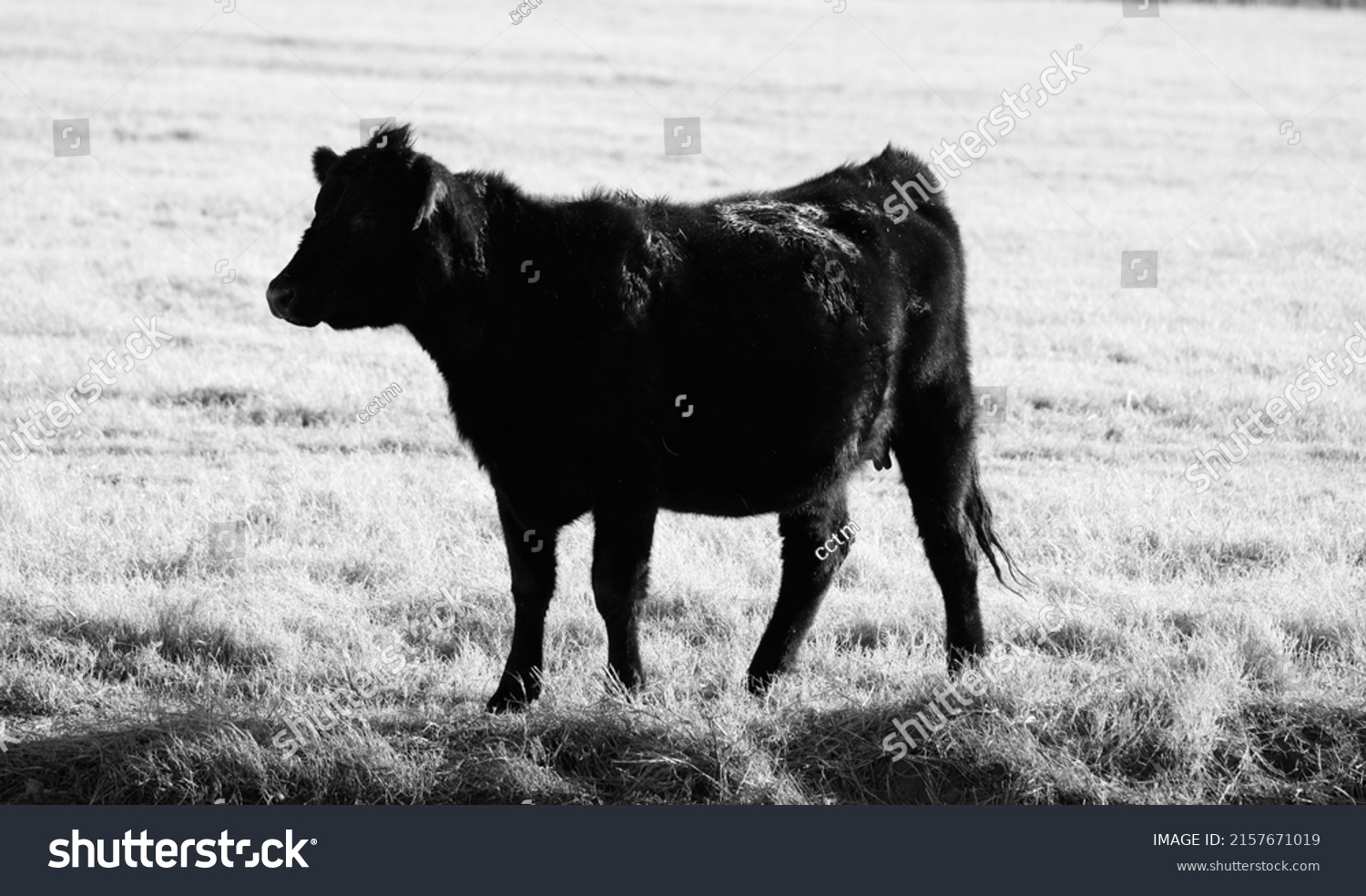 Black Angus Cow Texas Ranch Field Stock Photo 2157671019 | Shutterstock