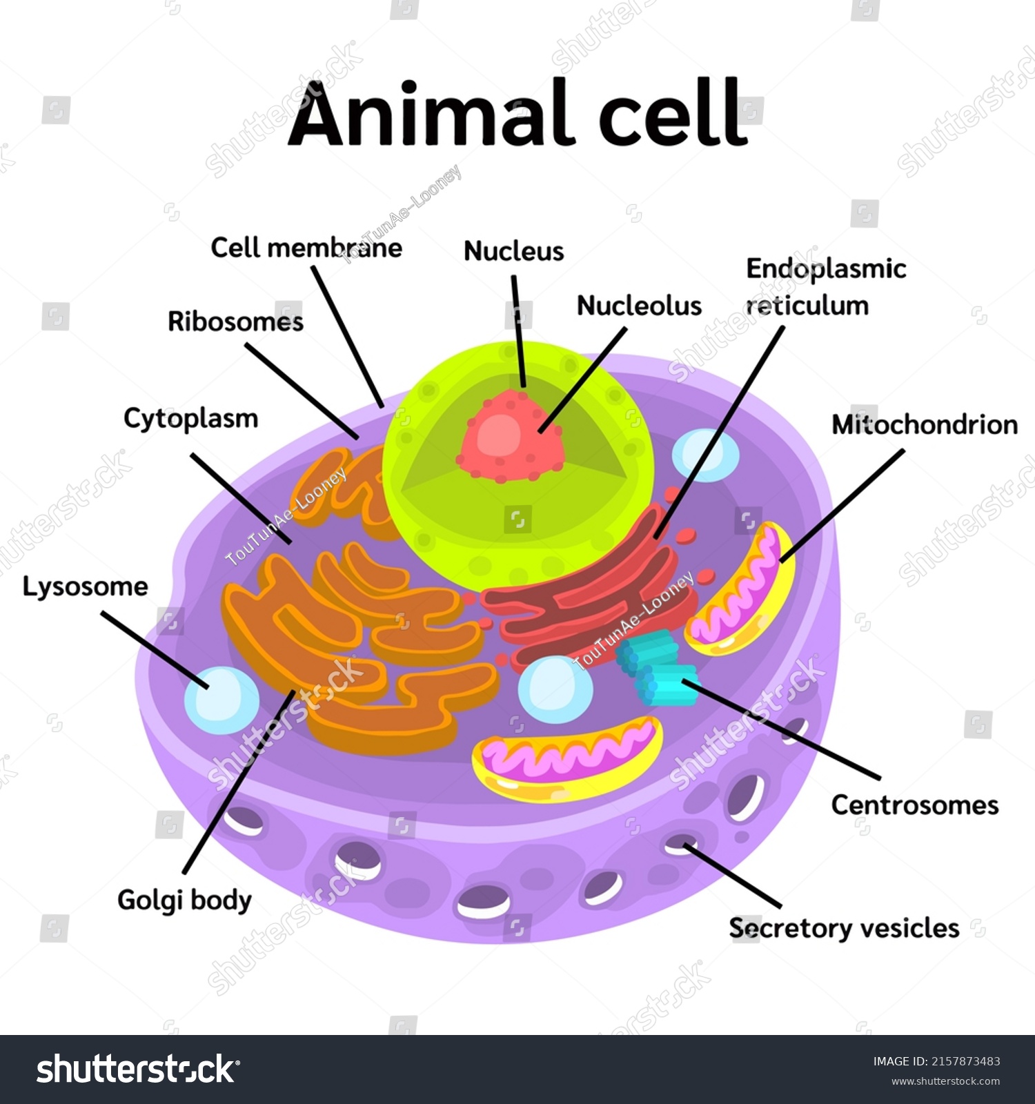 Animal Cell Anatomy Vector Stock Vector (Royalty Free) 2157873483 ...