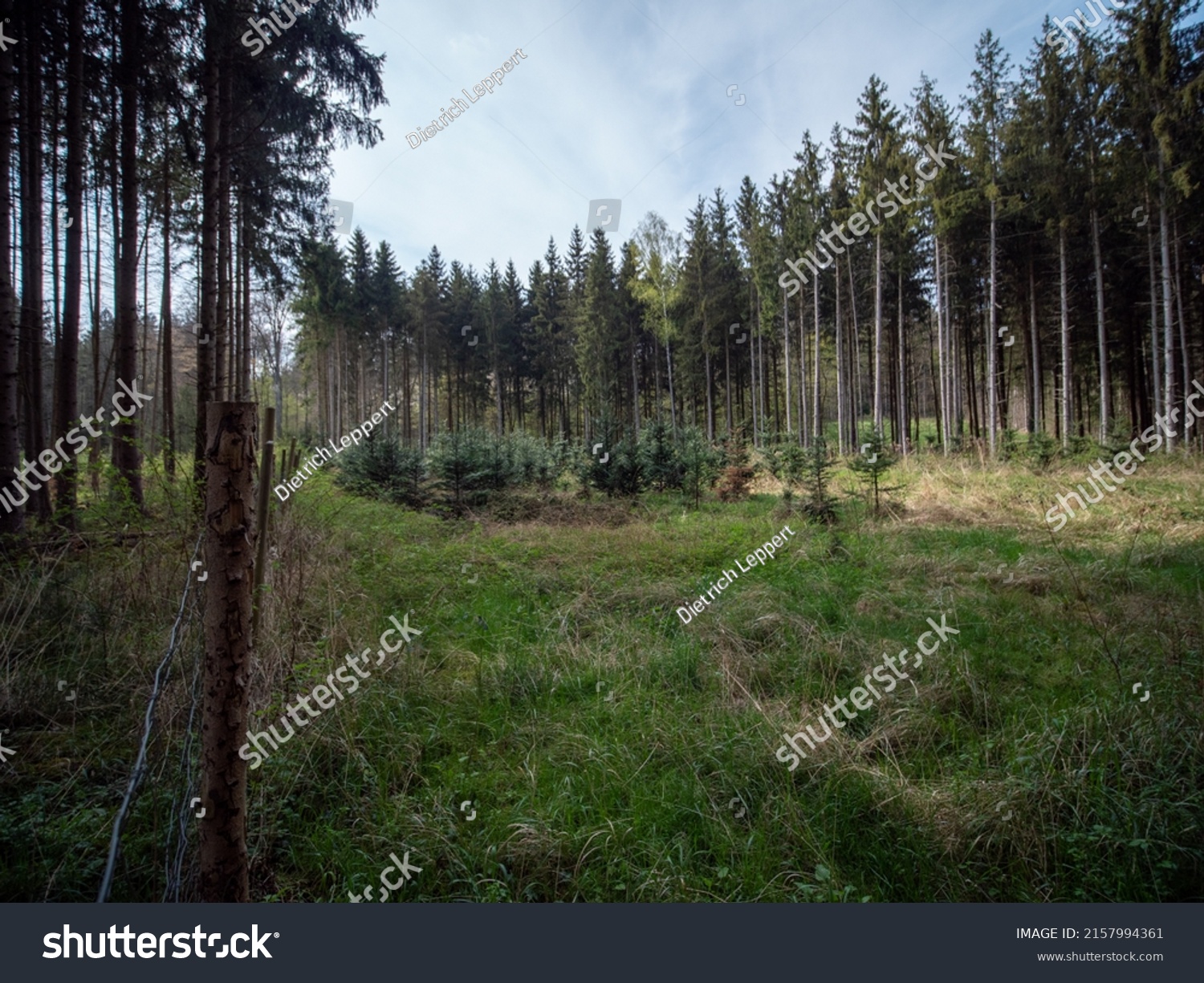 Reforestation Through Replanting Young Trees Mixed Stock Photo ...