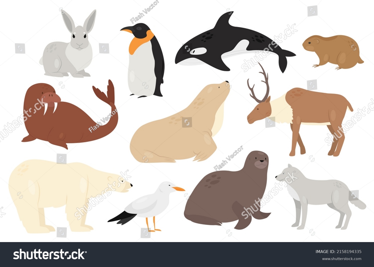 Cute Arctic Antarctica Animals Birds Illustration Stock Illustration ...