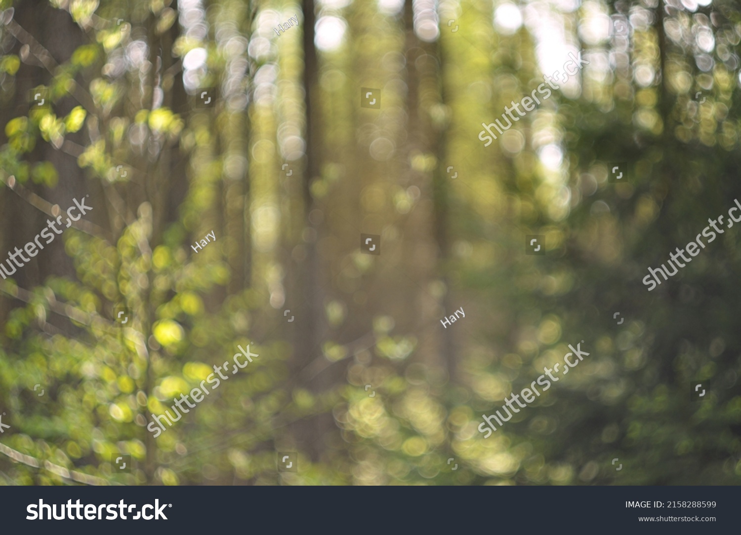 Blurred Nature Background Bokeh Wallpaper Stock Photo 2158288599