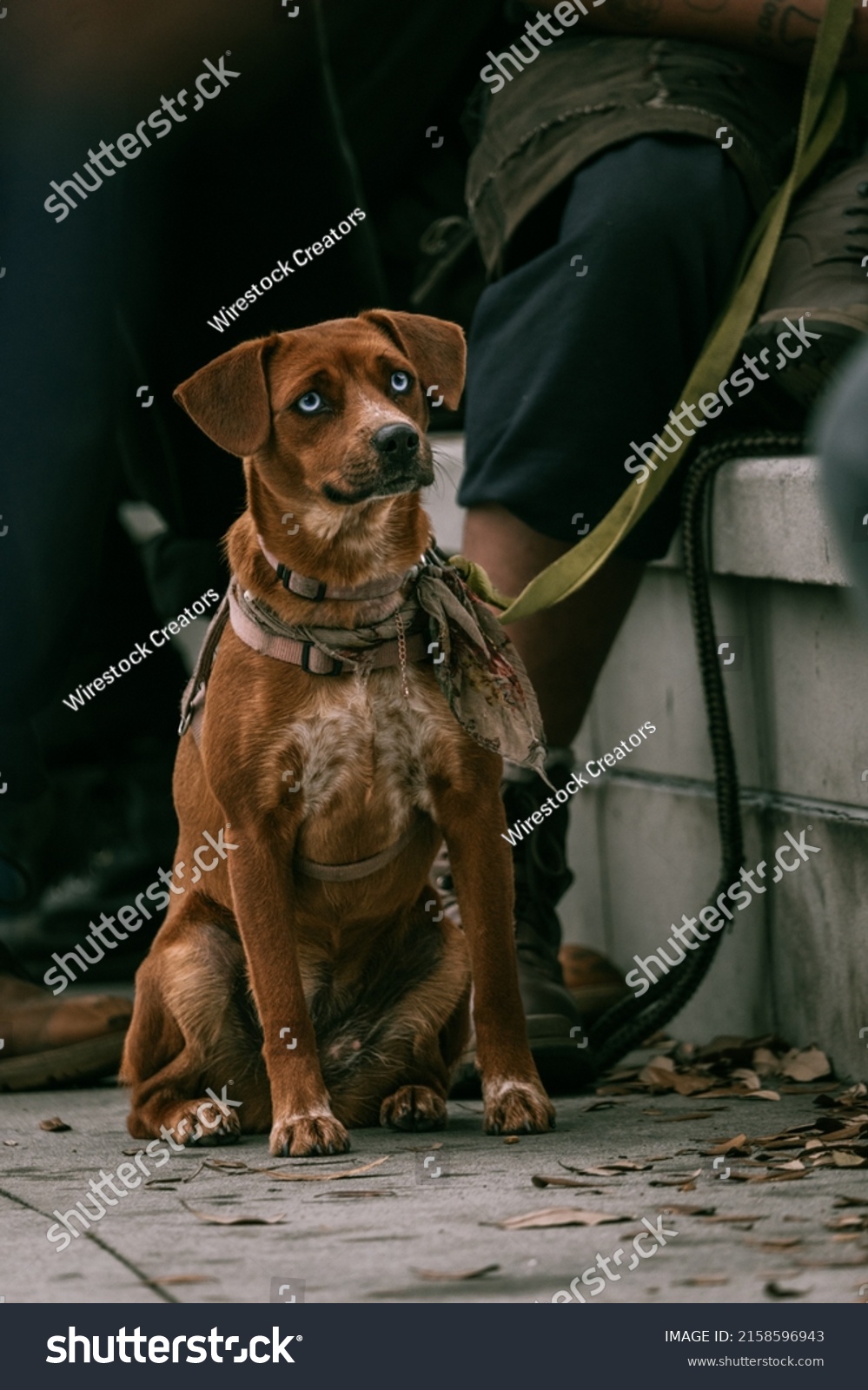 are austrian pinscher noisy