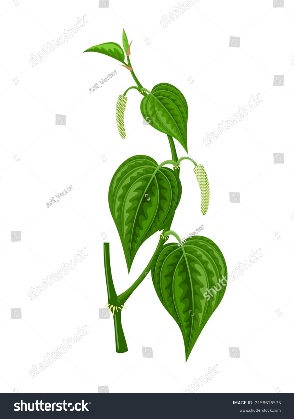 Vector Illustration Betel Leaf Scientific Name Stock Vector (Royalty ...