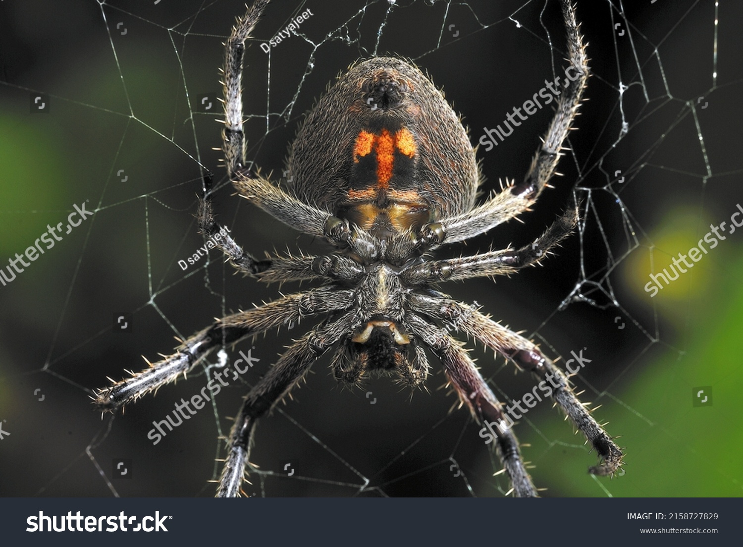 32 Underbelly Of Spider Images, Stock Photos & Vectors | Shutterstock