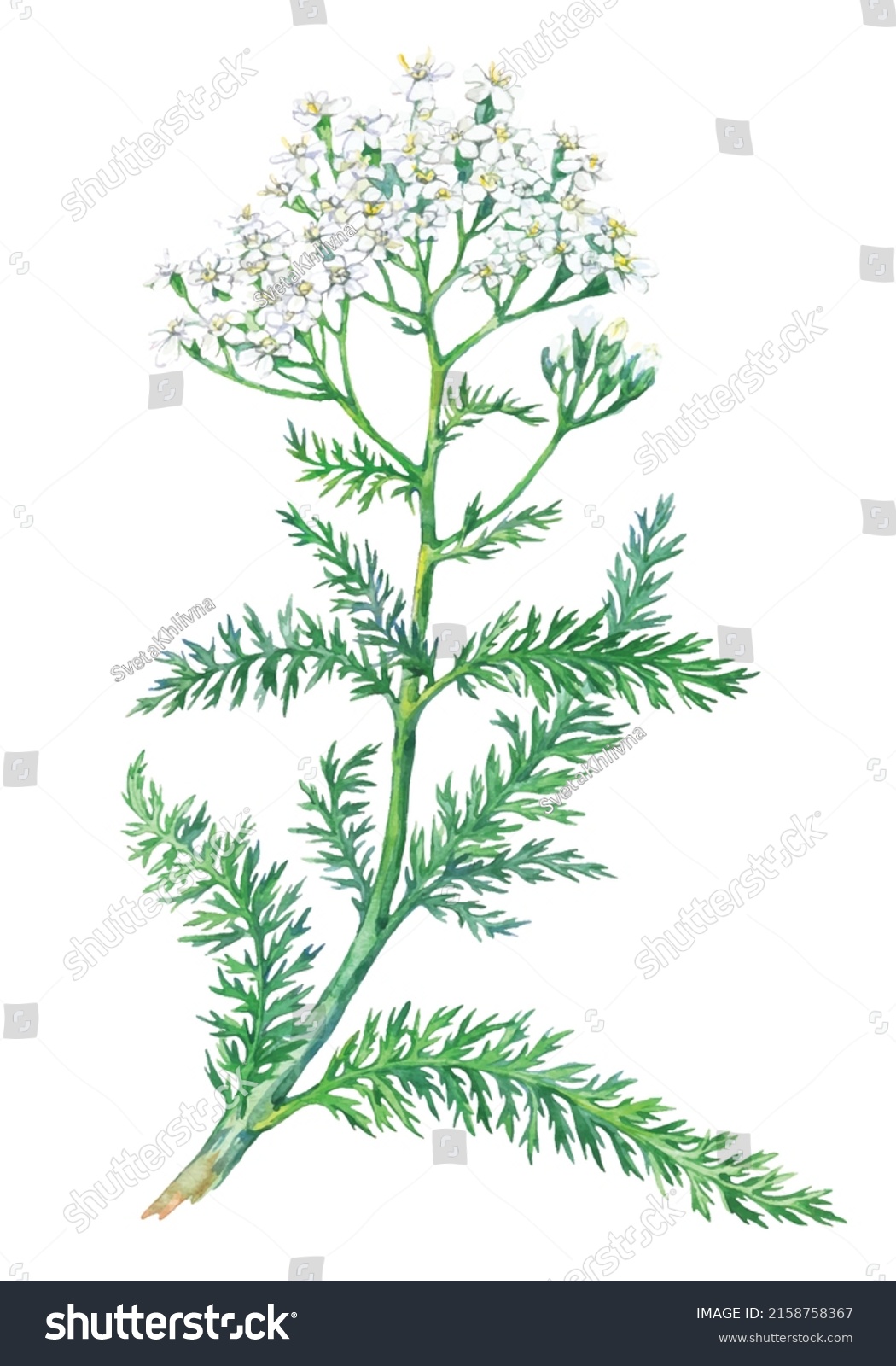 Watercolor Yarrow Flower Medicinal Plant Isolated Stock Vector (Royalty ...