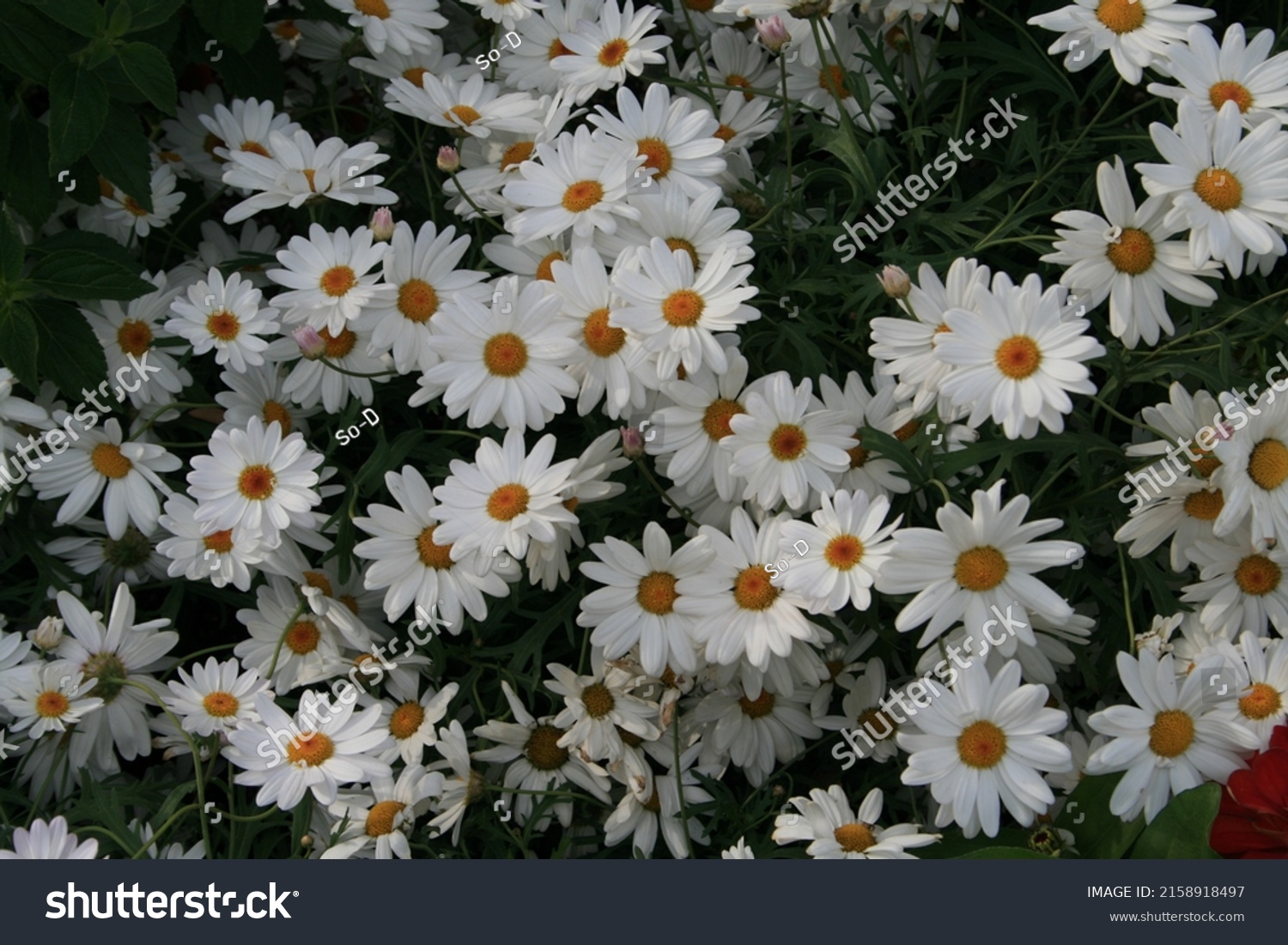 Shasta Daisy Flower Meaning Peace Stock Photo 2158918497 | Shutterstock