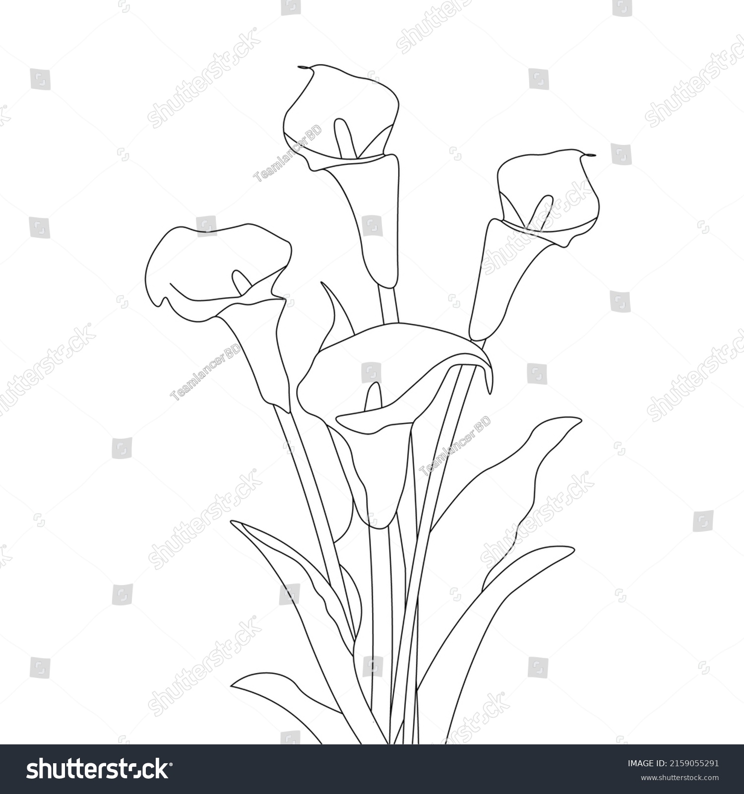 Calla Flower Coloring Page Hand Drawn Stock Vector (Royalty Free ...