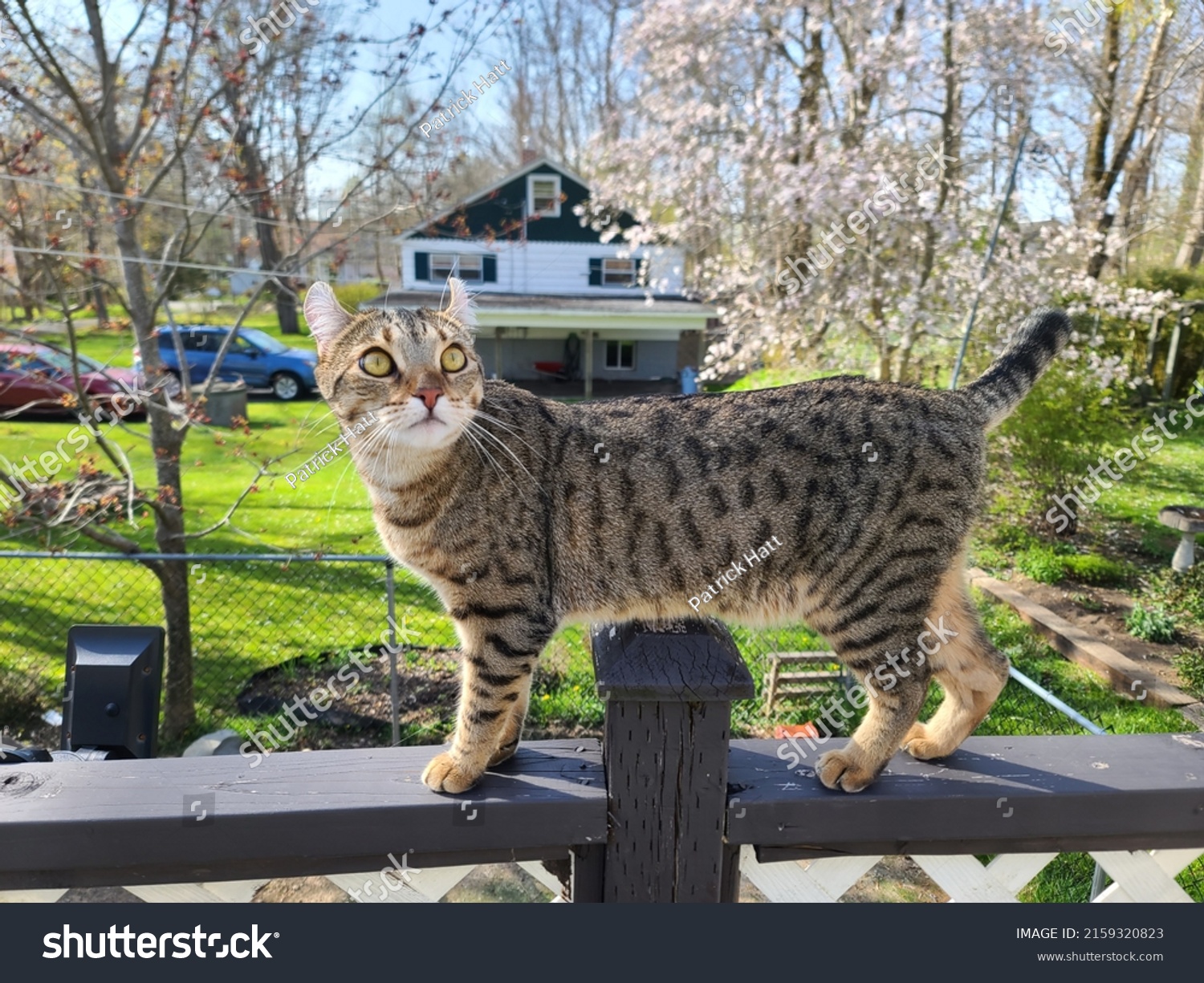 highland lynx rocco