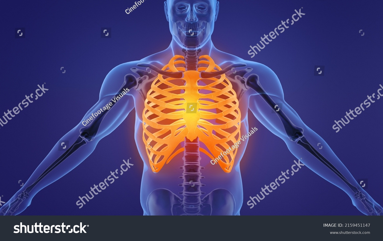 Human Skeleton Rib Cage Anatomy3d Illustration Stock Illustration ...