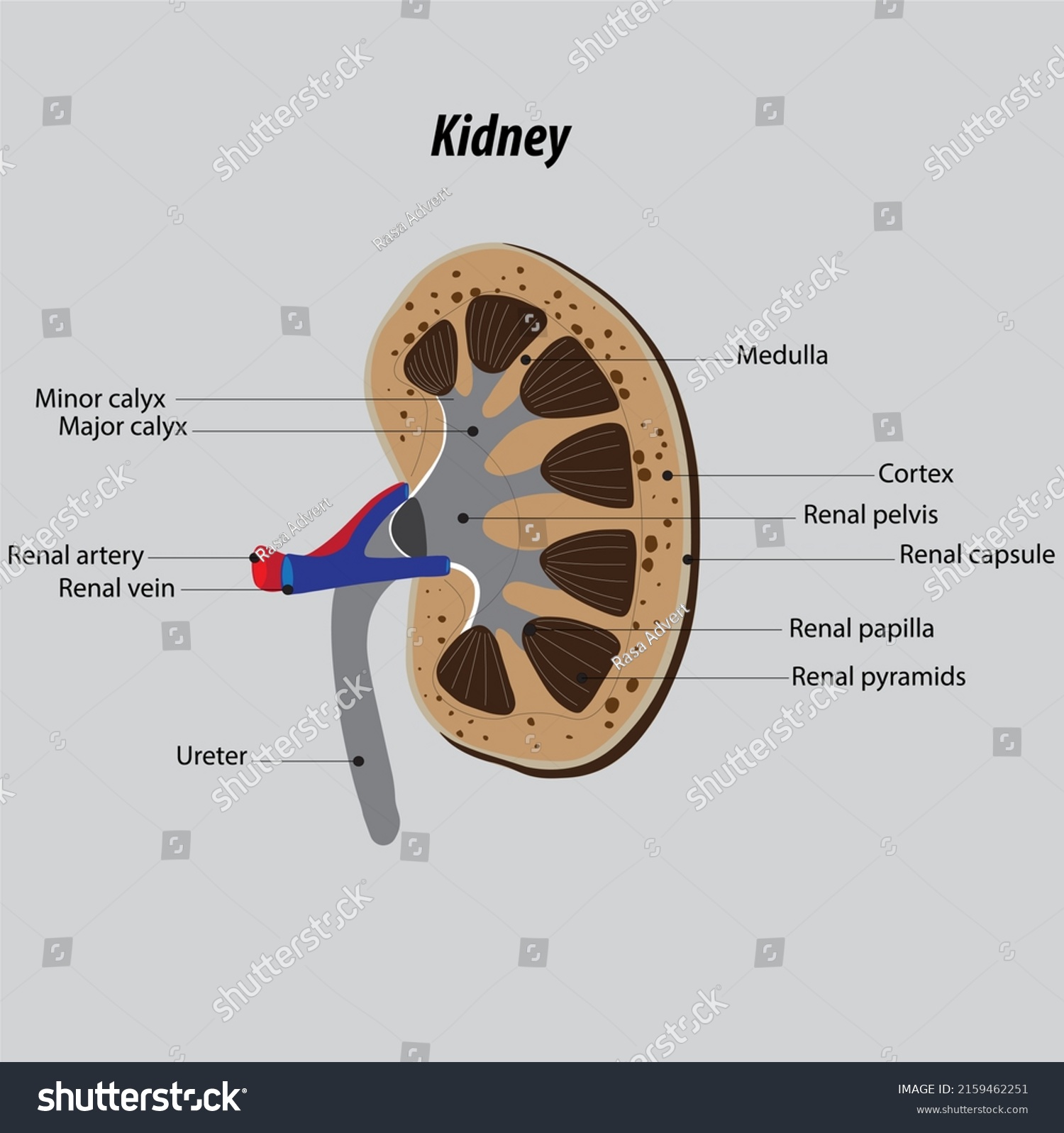 Structure Drawing Kidneys Anatomy Kidneys Main Stock Illustration ...