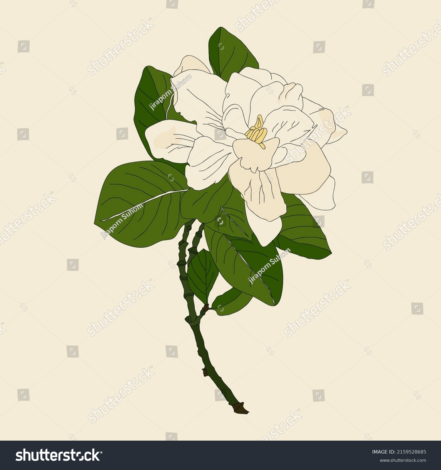 Drawing Flowers Gardenia White Background Hand Stock Vector (Royalty ...