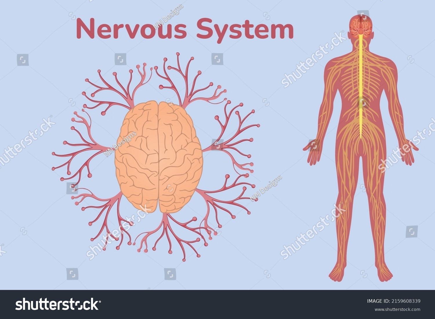 Nervous System Neuron Vector Illustration Stock Vector (Royalty Free ...