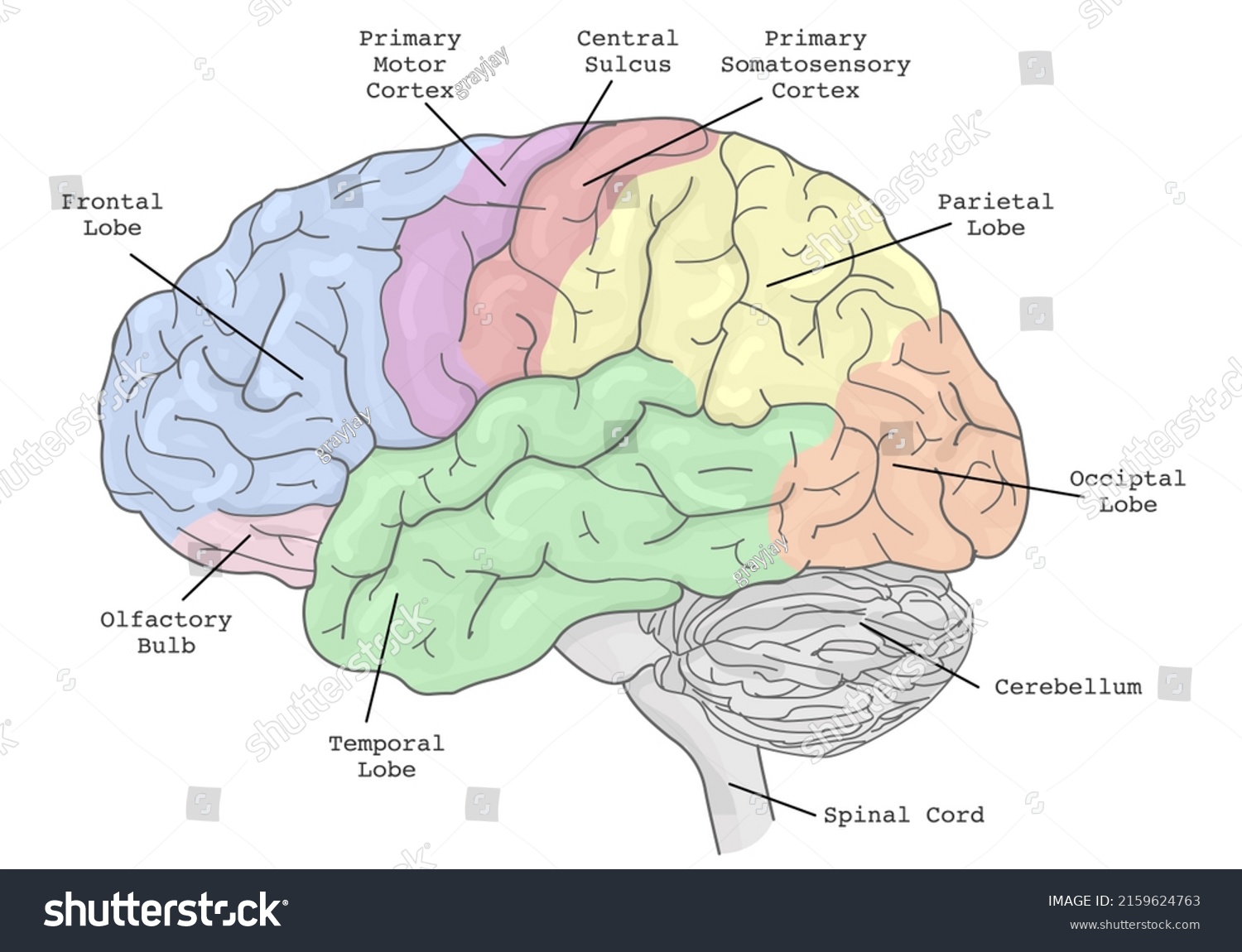Brain Areas Parts Functions Regions Anatomy Stock Vector Royalty Free 2159624763 Shutterstock 5912