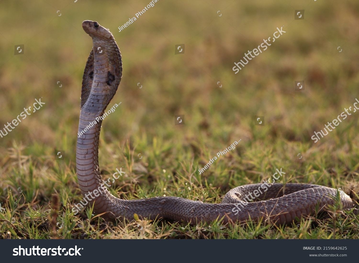 Indian Cobra Known Spectacled Cobra Asian Stock Photo Shutterstock