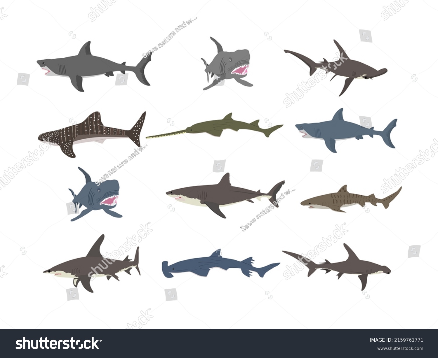 Collection Shark Vector Set Illustration Isolated Stock Vector (Royalty ...