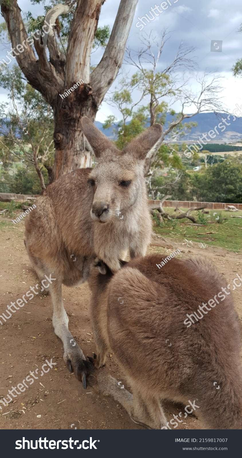 Mother Kangaroo Doe Flyer Jill Feeding Stock Photo 2159817007