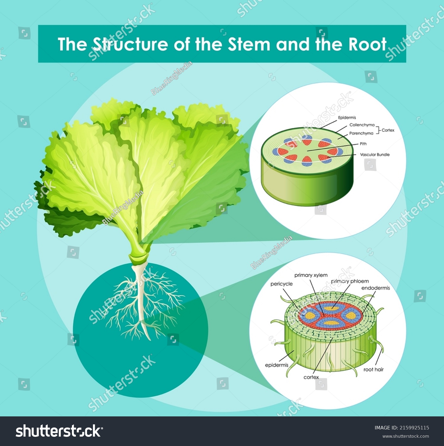 Diagram Showing Structure Stem Root Illustration Stock Vector (Royalty ...