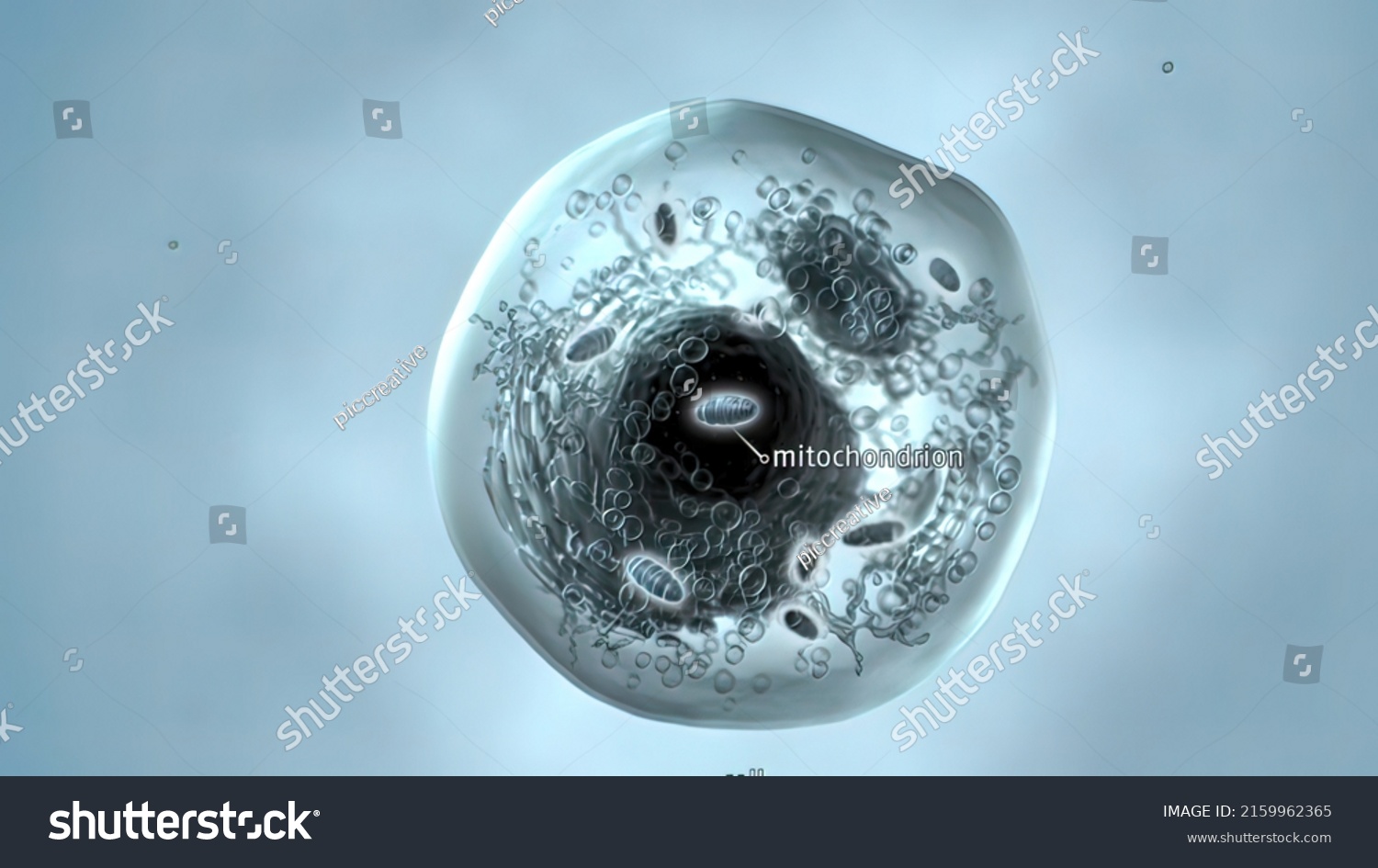 Mitochondrial Dna Small Circular Chromosome Found Stock Illustration ...