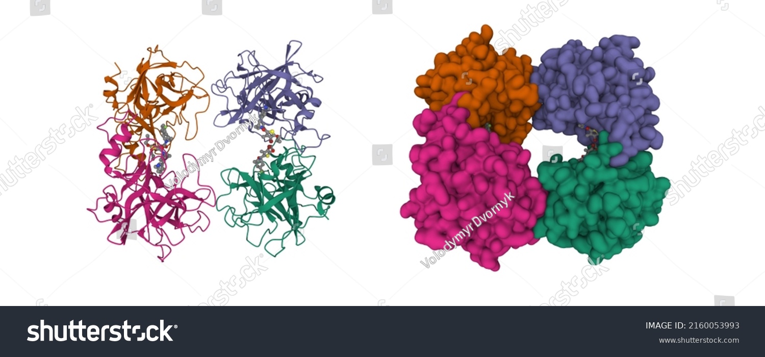 Structure Human Betatryptase Complexed Synthetic Inhibitor Stock ...