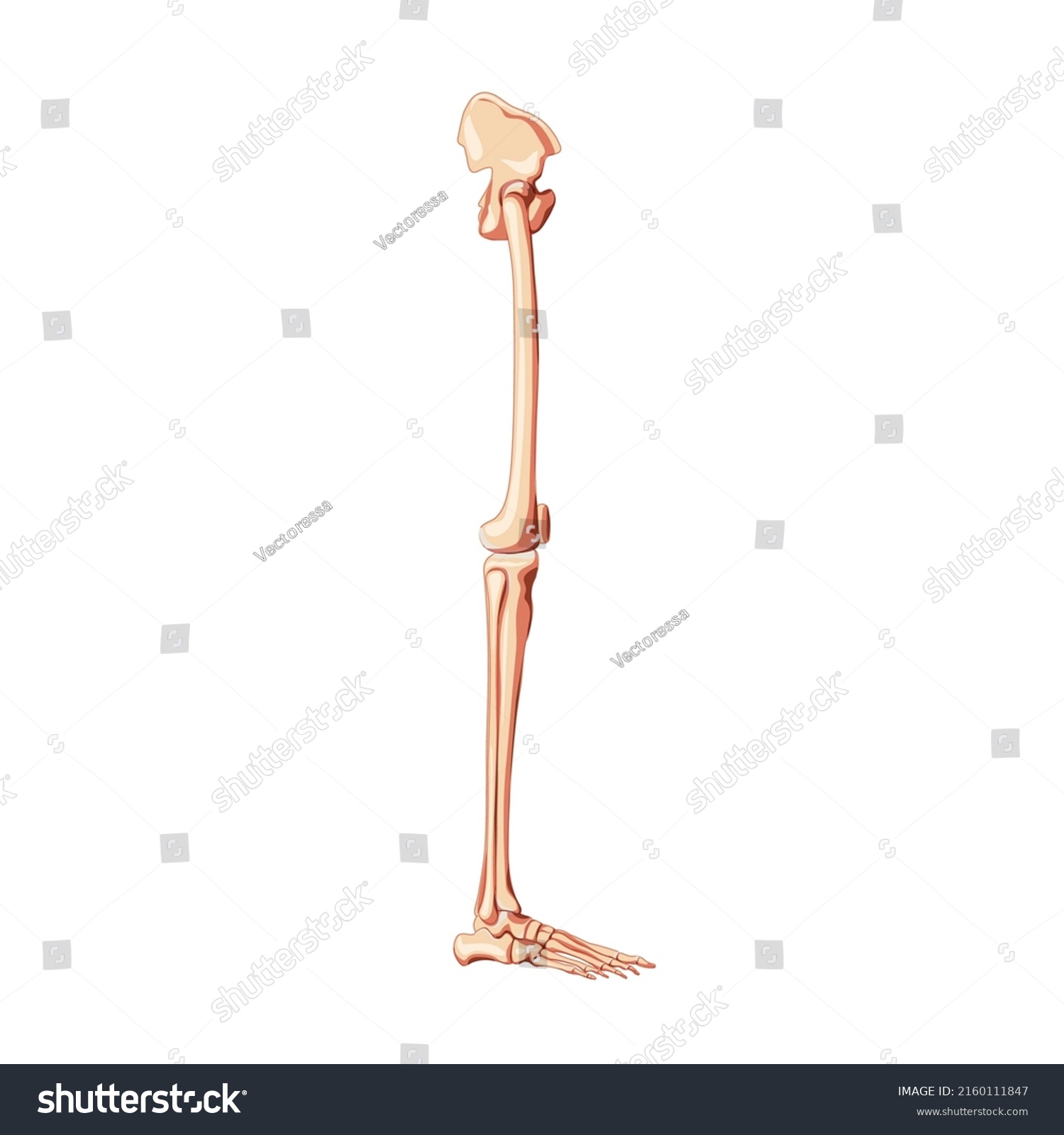 Human Pelvis Legs Skeleton Side View Stock Vector (Royalty Free ...