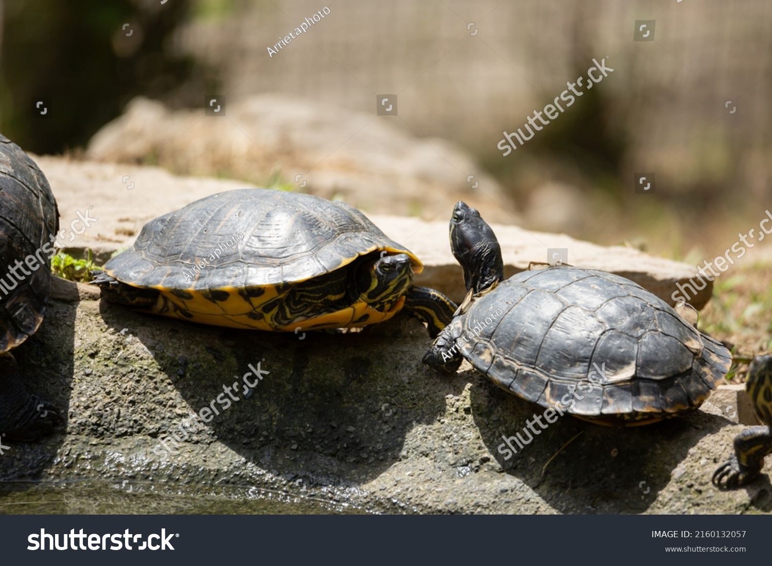 Protected Wild Animals Illegal Trafficking Reception Stock Photo ...