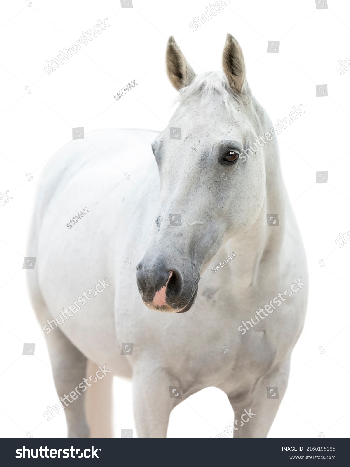 Portrait White Grey Horse Pink Nose Stock Photo 2160195185 | Shutterstock