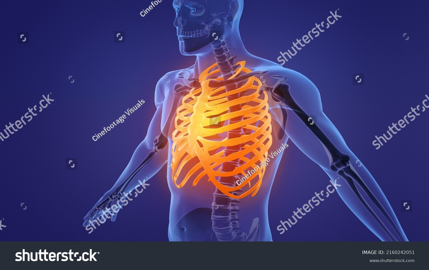 Human Skeleton Rib Cage Anatomy3d Illustration Stock Illustration ...