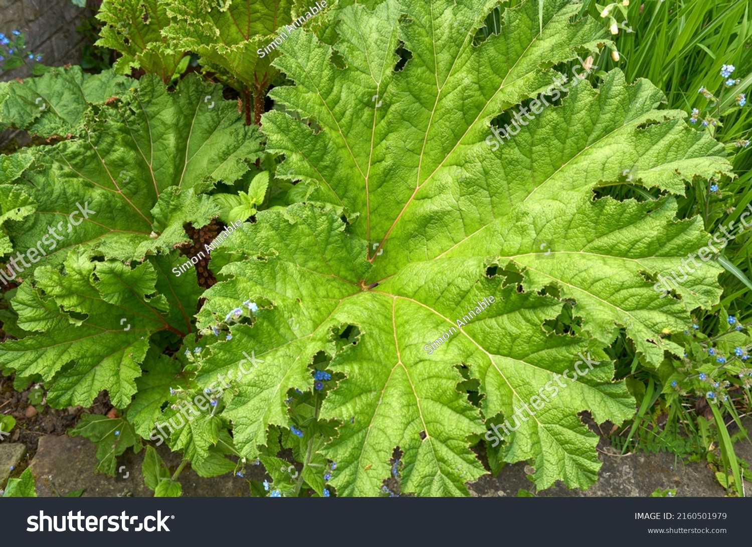 Green Broad Leaf Plant Example Stock Photo 2160501979 | Shutterstock