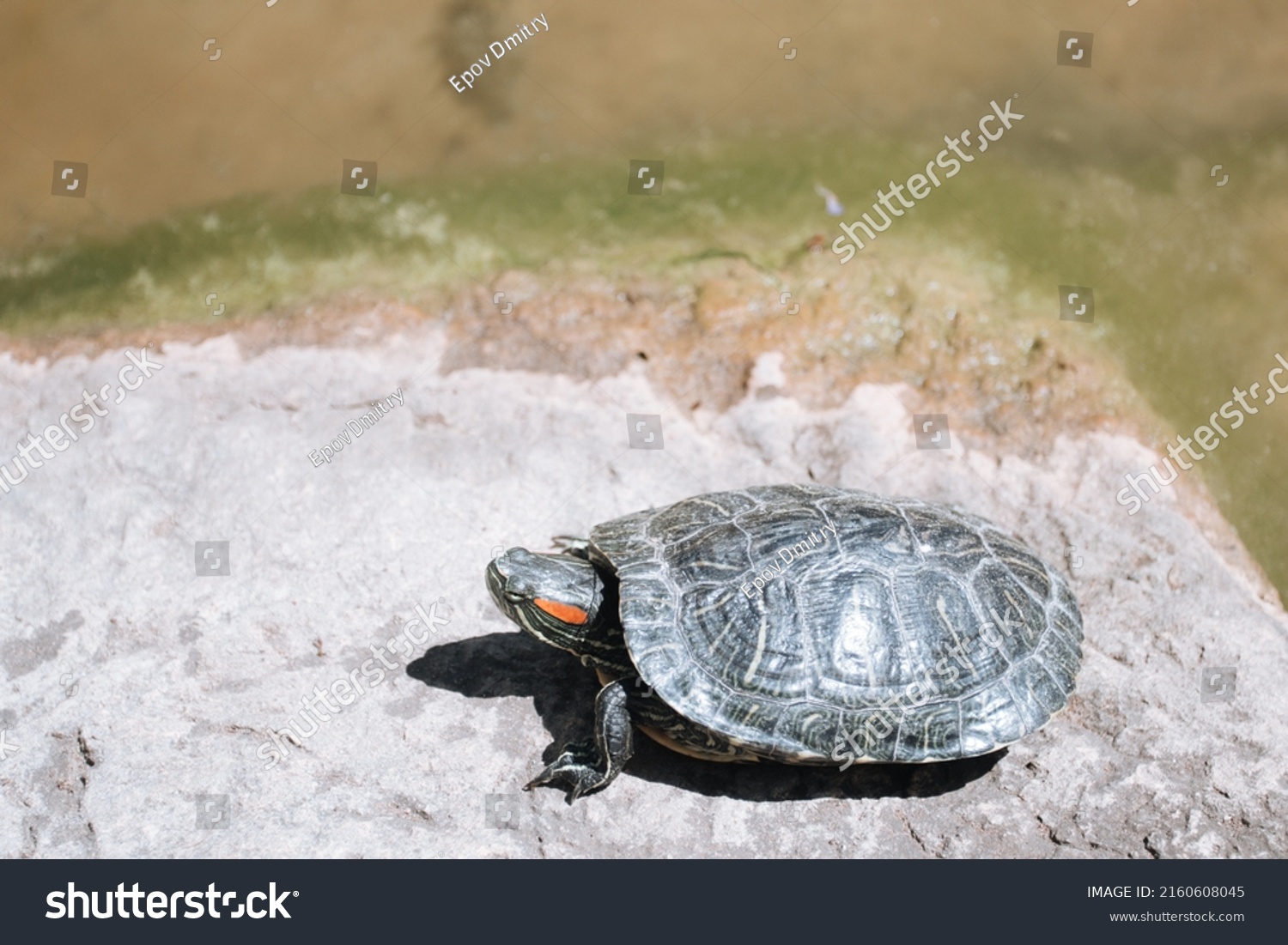 Redeared Turtle Sunbathing On Rock Pond Stock Photo 2160608045 ...