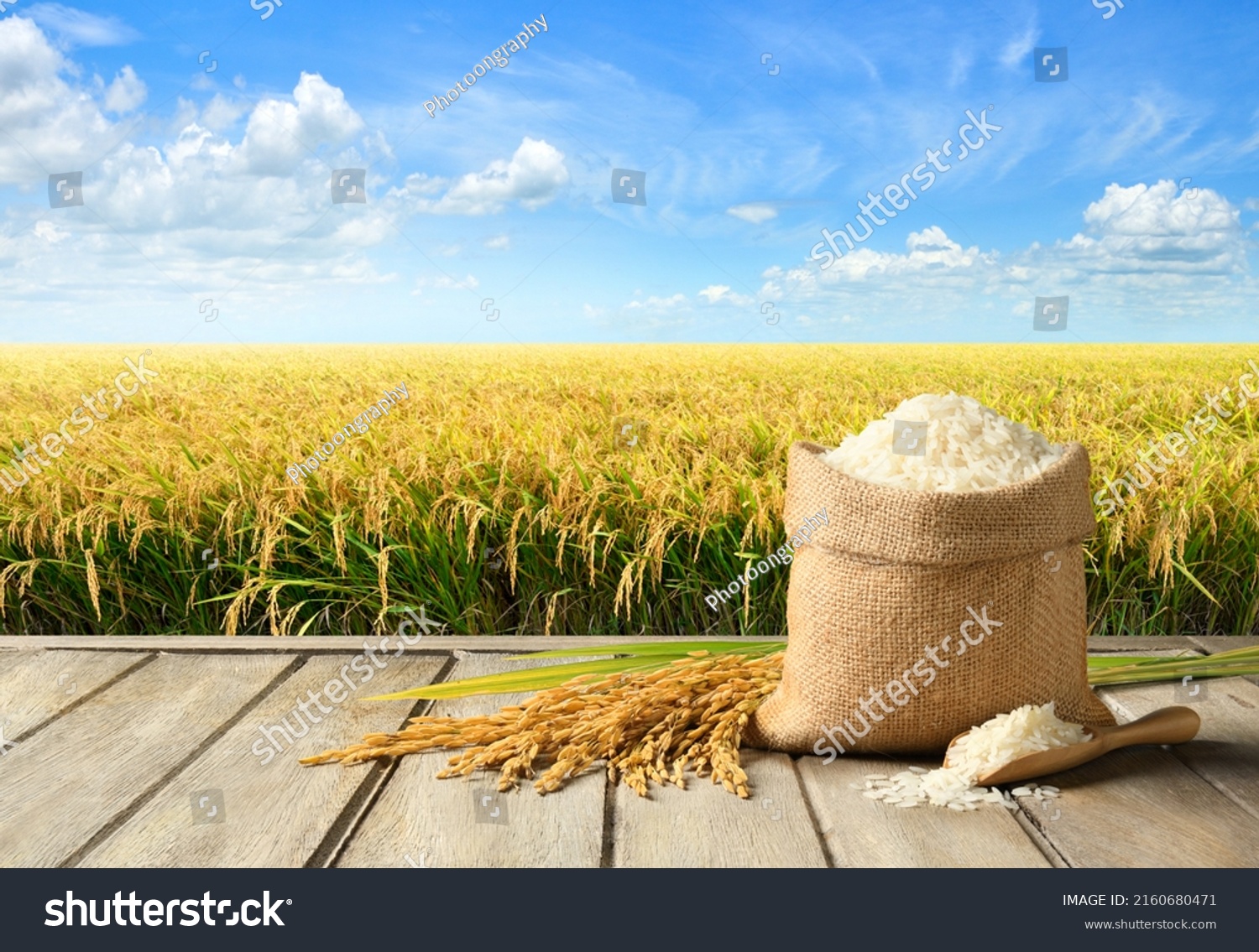 White Rice Paddy Rice Rice Field Stock Photo 2160680471 | Shutterstock