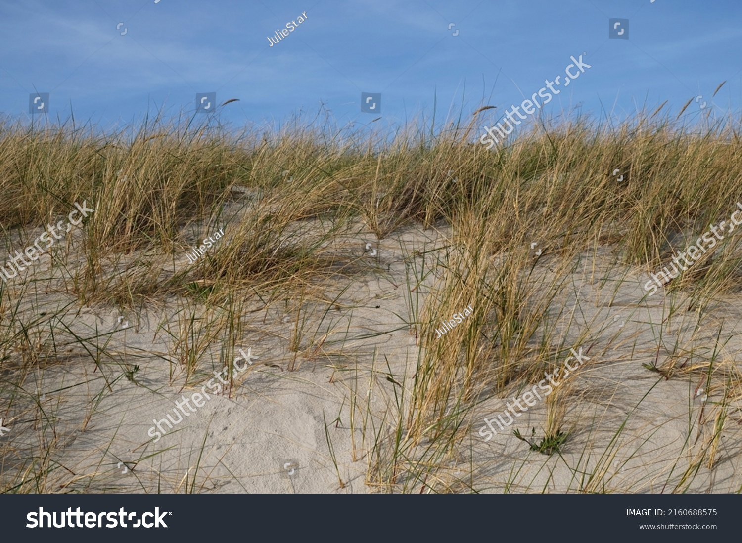 2,995 Grasses growing sand dunes Images, Stock Photos & Vectors ...