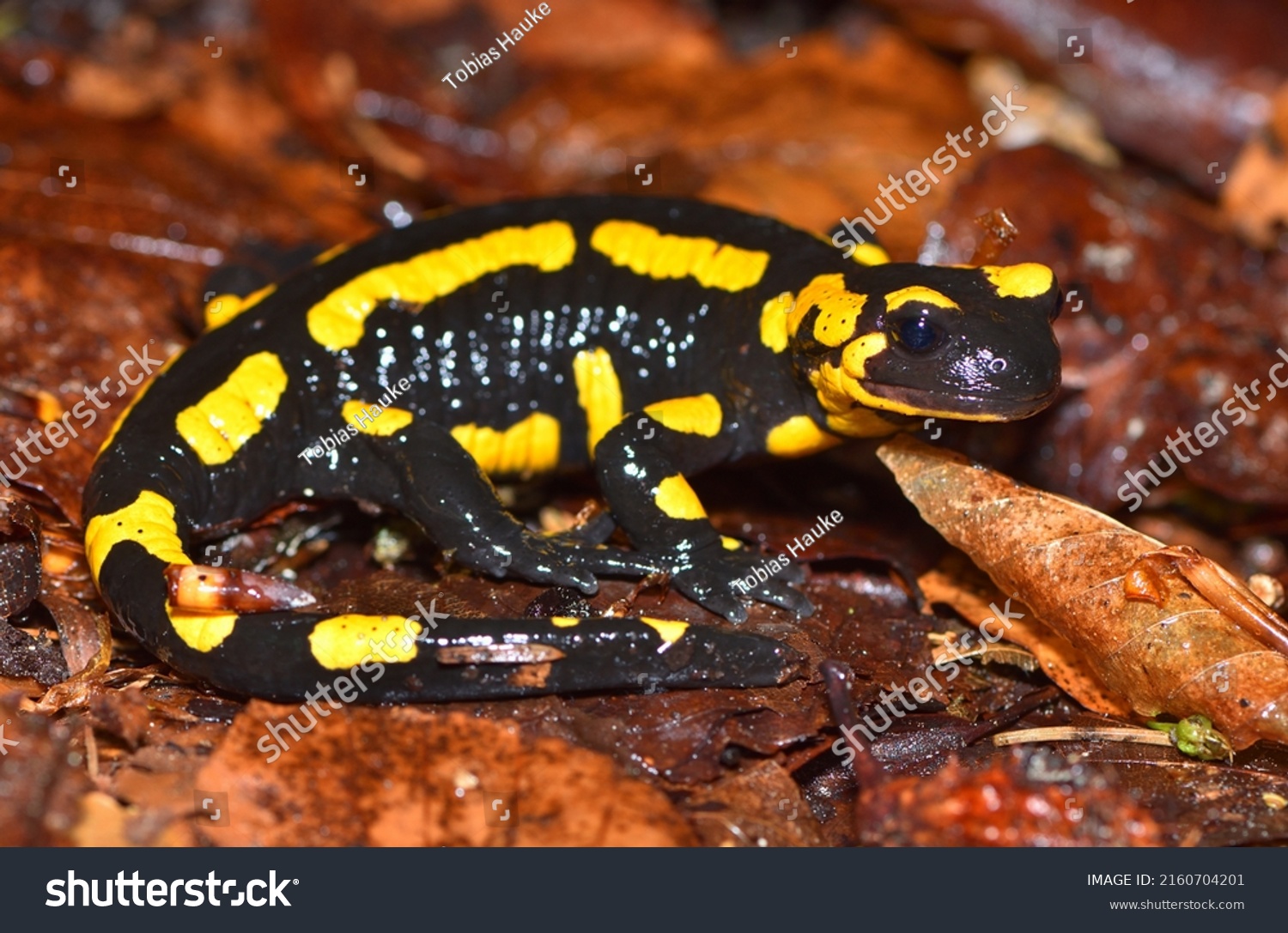 Closeup Picture European Fire Salamander Salamandra Stock Photo ...