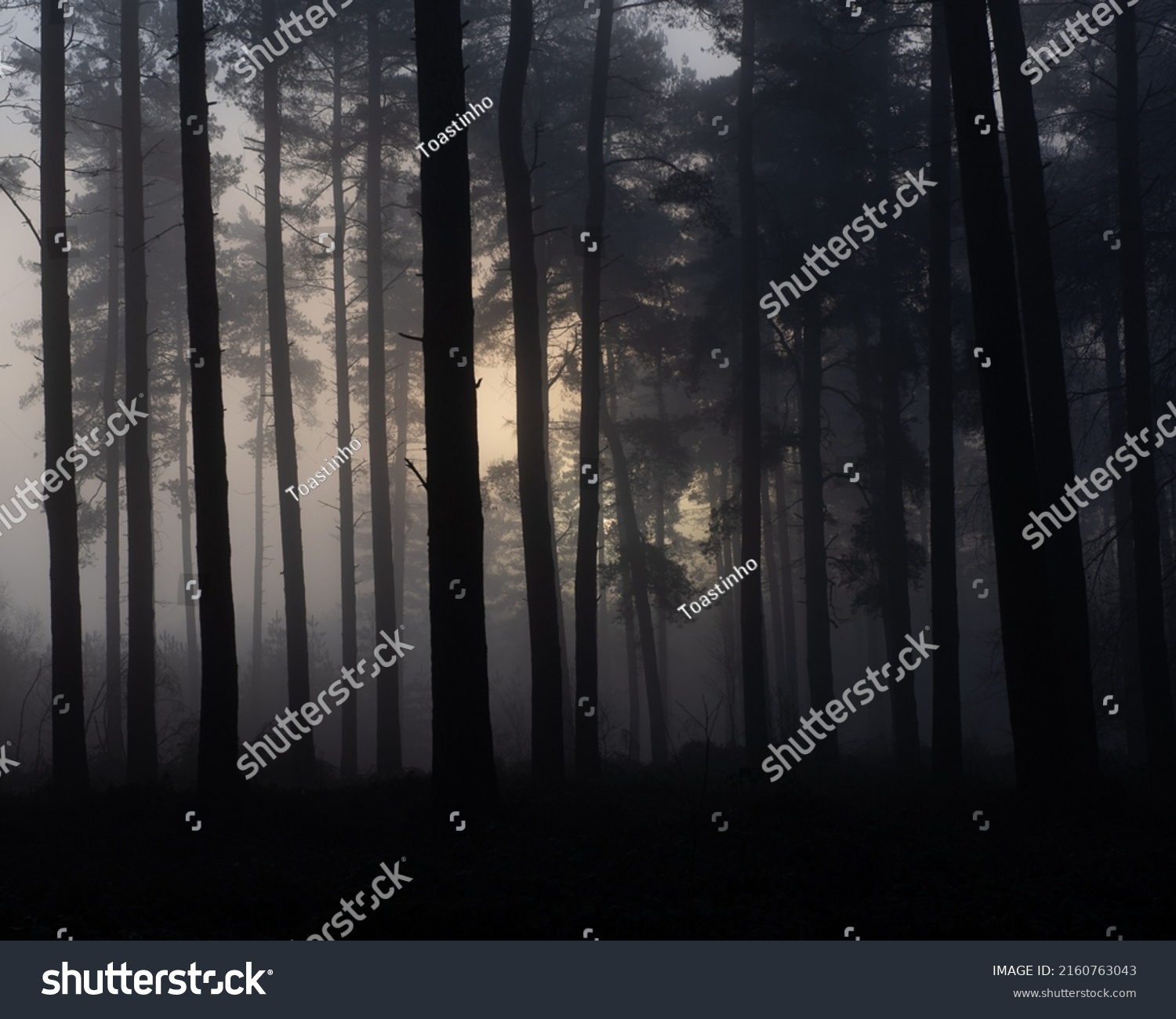 Spooky Dark Trees Woods Stock Photo 2160763043 