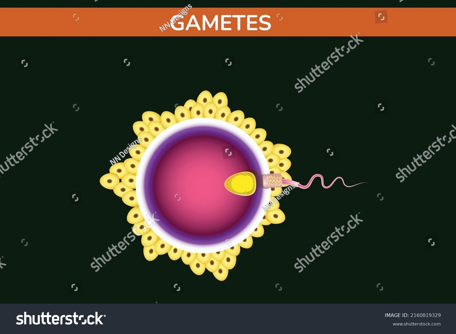 Gametes Detailed Vector Illustration Diagram 库存矢量图（免版税）2160819329 Shutterstock 