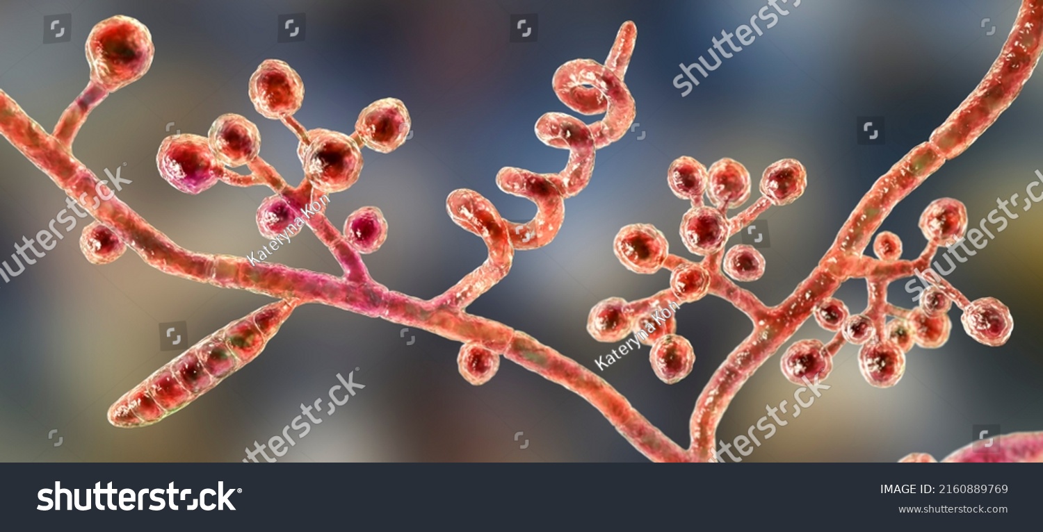 Fungi Trichophyton Mentagrophytes 3d Illustration Showing Stock ...