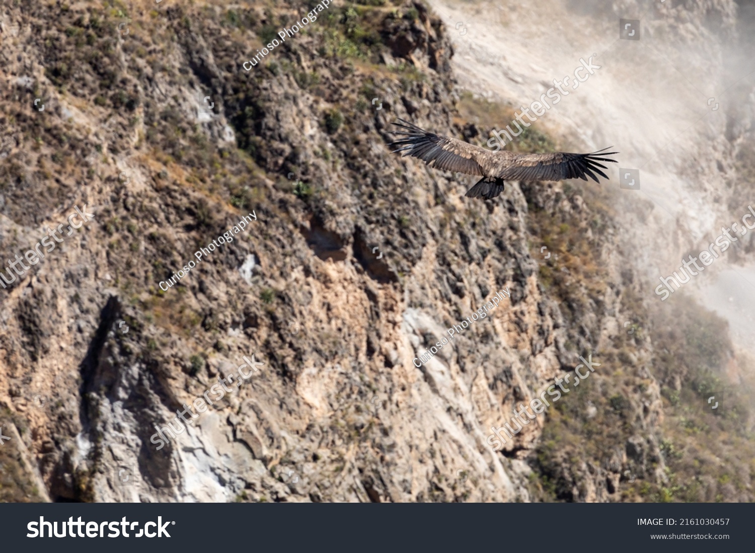 Andean Condor Vultur Gryphus One Largest Stock Photo 2161030457 ...