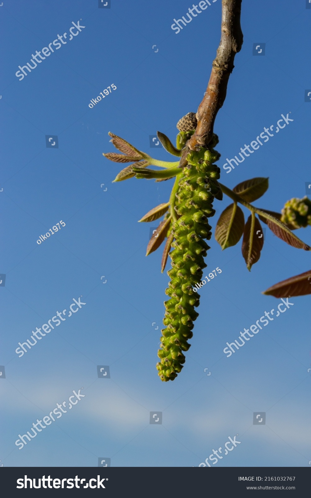 Walnut Tree Blossom Male Flowers On Stock Photo 2161032767 | Shutterstock